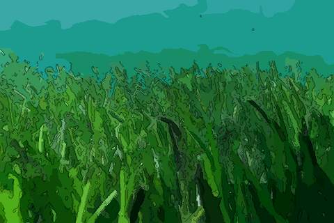 绿海藻